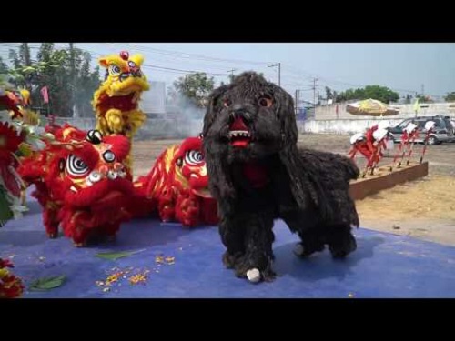 ý nghĩa múa lân chó mang lại