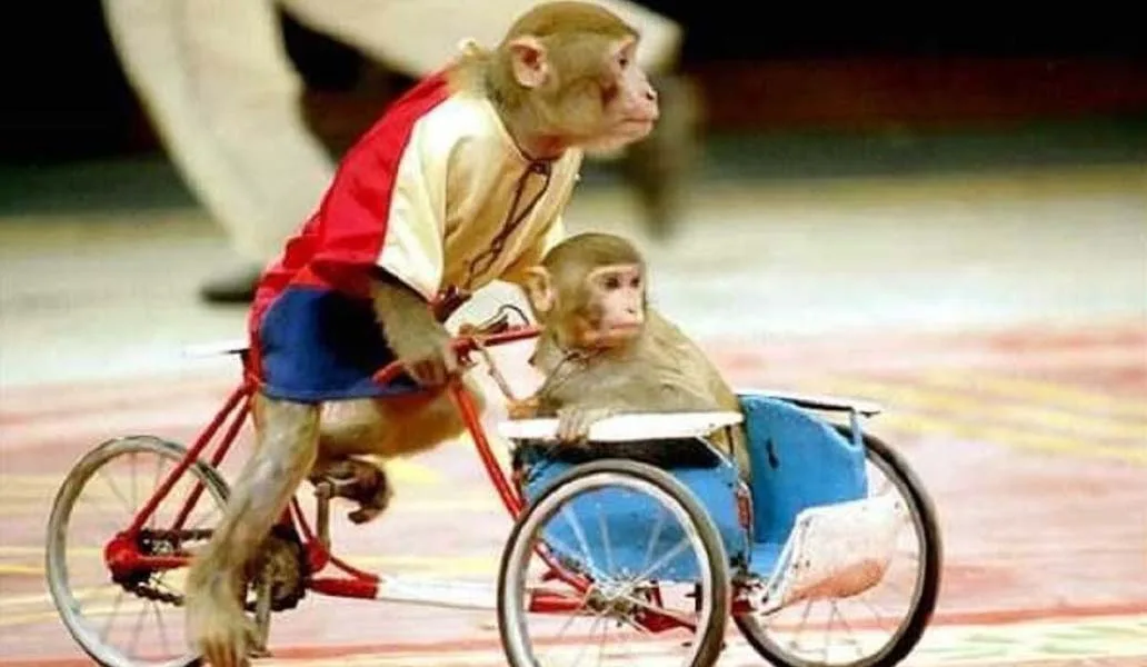 maxresdefault 1 2 báo giá múa lân,múa lân,bảng báo giá múa lân,múa lân trung thu,múa lân khai trương,múa lân sư rồng,biểu diễn trống hội,dịch vụ múa lân trung thu,dịch vụ múa lân,dịch vụ múa lân khai trương,giá múa lân khai trương