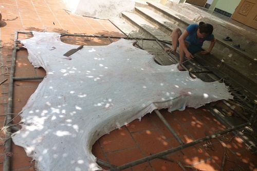phơi da trâu trong cách làm trống múa lân